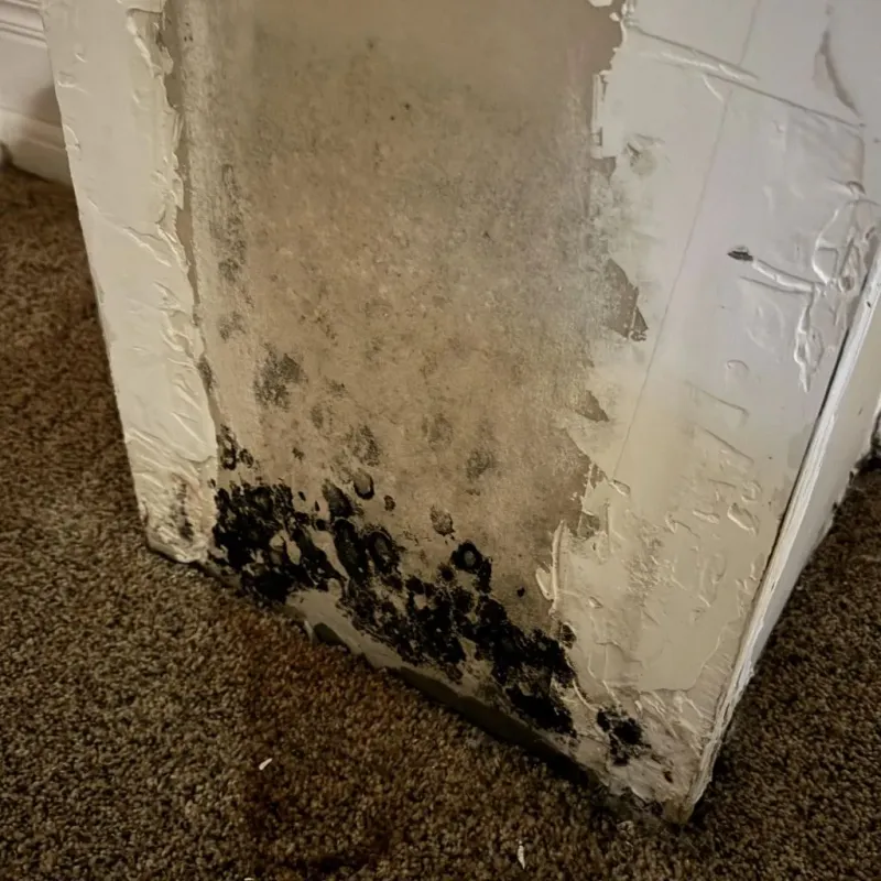 Professional Mold Removal in Kilmanagh, MI